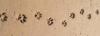 Trail of a Dog in Sand