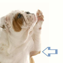 Elbow of Bulldog