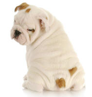 Bulldog Behind