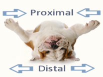 Distal Surface Illustrated by Bulldog