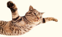 Flying Cat