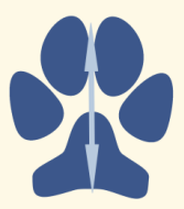 Foot Axis of Dog Foot