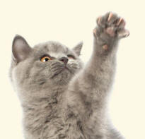 Forelimb of Cat