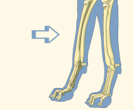 Forearm of Domestic Dog