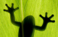 Forelimbs of Frog