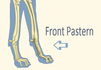 Pastern of Domestic Dog