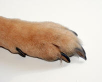 Dorsal Surface of Paw of German Shepherd Dog