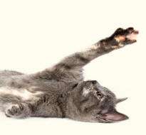 Foreleg of Gray Kitten