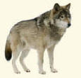 Grey Wolf