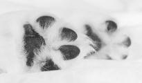 Plantar Aspect of Hind Paws of Golden Retriever