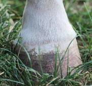 Horse's Hoof