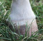Horse's Hoof