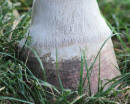 Horse Hoof