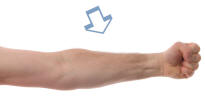 Human Forearm