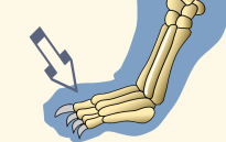 Intermediate Phalanges of Domestic Cat Forefoot