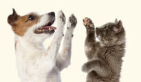 Jack Russell and Kitten Forequarters