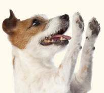 Feet of a Jack Russell