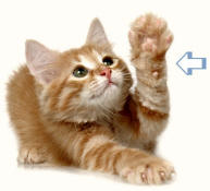 Carpus of Kitten