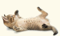 Domestic Cat