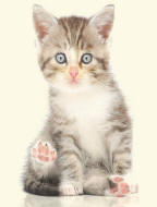 Kitten Revealing Plantar Pads
