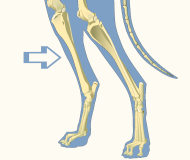 Leg of Domestic Dog