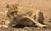 Lion Registers Paw