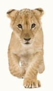 Lion Cub Approaching