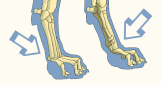 Metacarpophalangeal Joint of a Dog