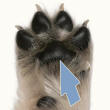 Metacarpal Pad of Puppy Dog