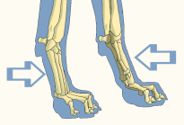 Pastern of Domestic Dog