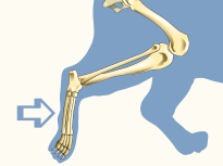 Metatarsals of Domestic Cat