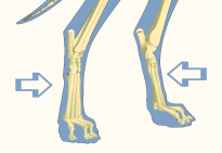 Metatarsal Region of Domestic Dog