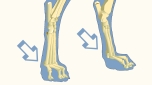 MTP Joint of Dog