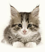 Mitted Kitten