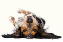 Cranial Aspect of Dog