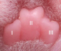 Lobes of a paw of a kitten