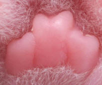 Pad of Kitten