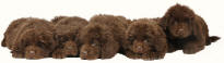 Newfoundland Puppies