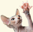 Palmar Pad of Sphynx Cat