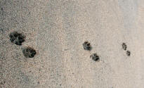 Parallel Dog Tracks in Sand