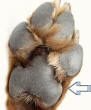 Heel Pad of Domestic Dog