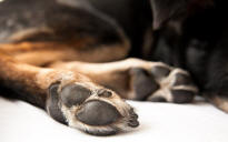 Hind Feet of a Dog