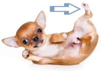 Pes of Chihuahua