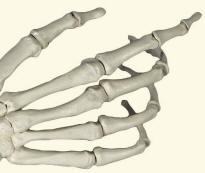 Phalanges Of Human Hand