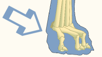 Phalanges of Domestic Dog