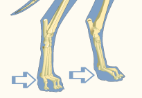 Phalanges of Dometic Dog