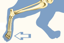 Phalanges of Hind Foot of Domestic Cat