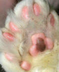 Polydactyl Foot of Cat