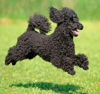 Poodle Airborne
