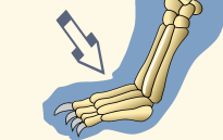Proximal Phalanges of a Domestic Cat